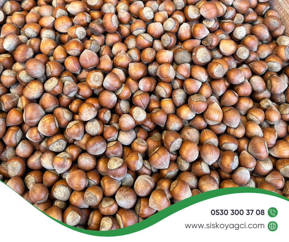 Kabuklu Fındık